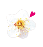 バラ、梅、桜、菜の花、たんぽぽの写真・改（個別スタンプ：33）
