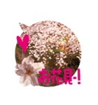バラ、梅、桜、菜の花、たんぽぽの写真・改（個別スタンプ：35）