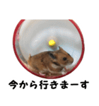 ハムタスタンプ（個別スタンプ：6）