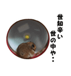 ハムタスタンプ（個別スタンプ：17）