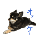 チワワのトッティ君！（個別スタンプ：1）