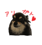 チワワのトッティ君！（個別スタンプ：8）