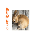うさぎのミント 2nd（個別スタンプ：5）