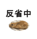 うさぎのミント 2nd（個別スタンプ：8）