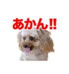 トイプードルのピカちゃん（個別スタンプ：2）
