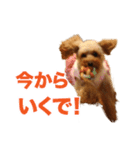 トイプードルのピカちゃん（個別スタンプ：3）