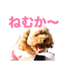 トイプードルのピカちゃん（個別スタンプ：5）