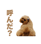 トイプードルのピカちゃん（個別スタンプ：6）
