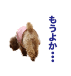 トイプードルのピカちゃん（個別スタンプ：7）