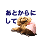 トイプードルのピカちゃん（個別スタンプ：8）