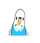 セキセイインコのさいさん（個別スタンプ：2）