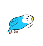 セキセイインコのさいさん（個別スタンプ：3）