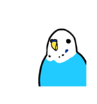セキセイインコのさいさん（個別スタンプ：12）