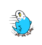 セキセイインコのさいさん（個別スタンプ：31）