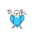 セキセイインコのさいさん（個別スタンプ：38）