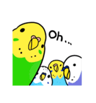 セキセイインコのさいさん（個別スタンプ：40）
