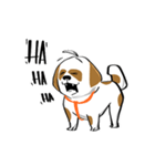 Mali Shih Tzu Dog.（個別スタンプ：13）