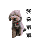 TwoPuppy.（個別スタンプ：1）