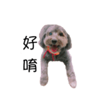 TwoPuppy.（個別スタンプ：2）