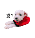 TwoPuppy.（個別スタンプ：3）