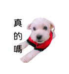 TwoPuppy.（個別スタンプ：4）