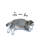 猫の実写スタンプ（個別スタンプ：34）