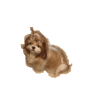 littlepuppy（個別スタンプ：1）