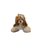 littlepuppy（個別スタンプ：3）