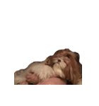 littlepuppy（個別スタンプ：6）