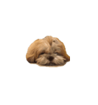 littlepuppy（個別スタンプ：8）