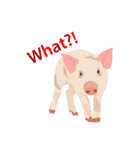 Pigs' Story（個別スタンプ：2）