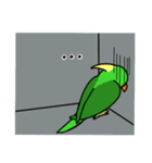 Parrot Bird（個別スタンプ：18）