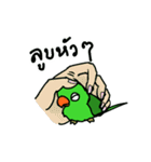Parrot Bird（個別スタンプ：25）