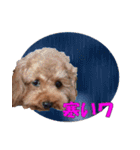 もあずく2017‐4（個別スタンプ：12）