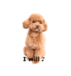 愛犬プードルのスタンプ（個別スタンプ：2）