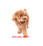 愛犬プードルのスタンプ（個別スタンプ：4）