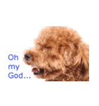 愛犬プードルのスタンプ（個別スタンプ：9）