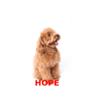 愛犬プードルのスタンプ（個別スタンプ：11）