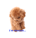 愛犬プードルのスタンプ（個別スタンプ：12）