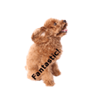 愛犬プードルのスタンプ（個別スタンプ：13）
