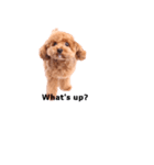 愛犬プードルのスタンプ（個別スタンプ：14）