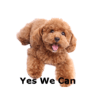 愛犬プードルのスタンプ（個別スタンプ：15）