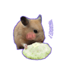 yogurt hamster~~~~（個別スタンプ：1）