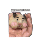 yogurt hamster~~~~（個別スタンプ：6）