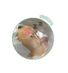 yogurt hamster~~~~（個別スタンプ：8）