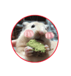 yogurt hamster~~~~（個別スタンプ：10）