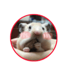 yogurt hamster~~~~（個別スタンプ：11）