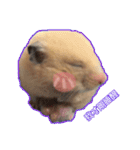 yogurt hamster~~~~（個別スタンプ：12）