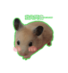 yogurt hamster~~~~（個別スタンプ：13）