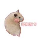 yogurt hamster~~~~（個別スタンプ：17）